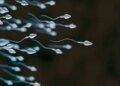 Sperm race will be held for the first time in the world: The prize is 4.5 million TL