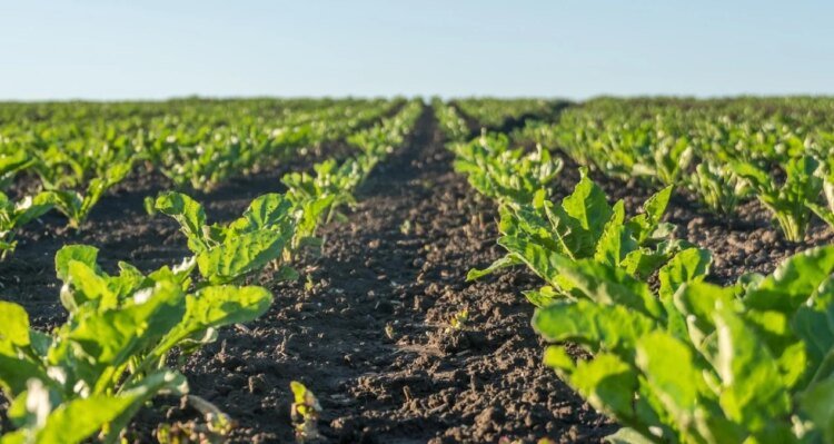 It grows with little water and weighs up to 1,750 TL per kilo! Those who plant this plant cannot keep up with the demand