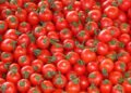 Tomato crisis: Between shortage of inputs, disaffection of young people and delays in compensation
