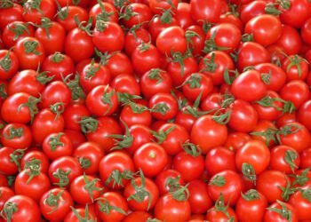 Tomato crisis: Between shortage of inputs, disaffection of young people and delays in compensation