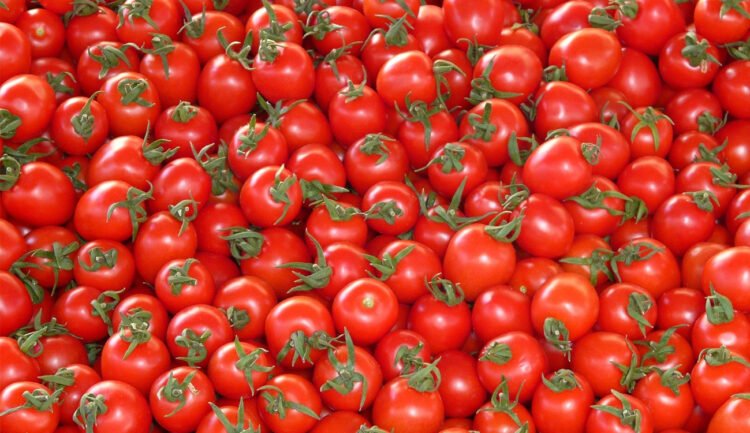 Tomato crisis: Between shortage of inputs, disaffection of young people and delays in compensation