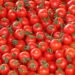 Tomato crisis: Between shortage of inputs, disaffection of young people and delays in compensation