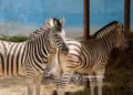 A zebra did not escape from the zoo. The animal that appeared on Myasnikyan Avenue was a donkey painted with zebra stripes