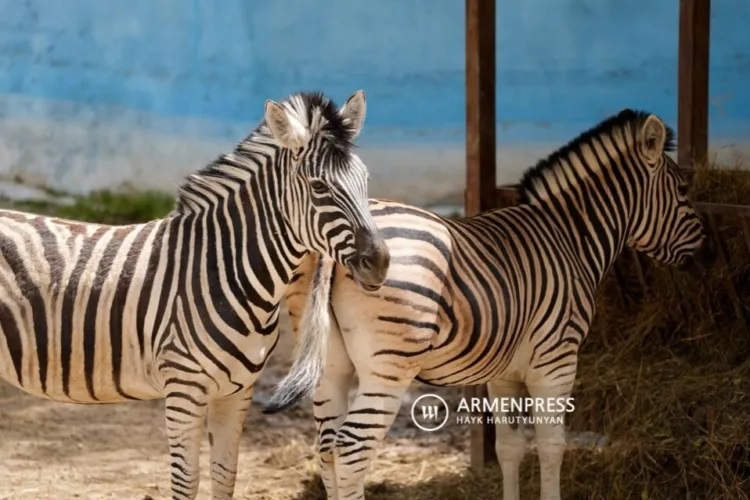 A zebra did not escape from the zoo. The animal that appeared on Myasnikyan Avenue was a donkey painted with zebra stripes