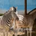 A zebra did not escape from the zoo. The animal that appeared on Myasnikyan Avenue was a donkey painted with zebra stripes