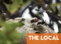 What to do if you find a bee, wasp or hornet nest on your French property