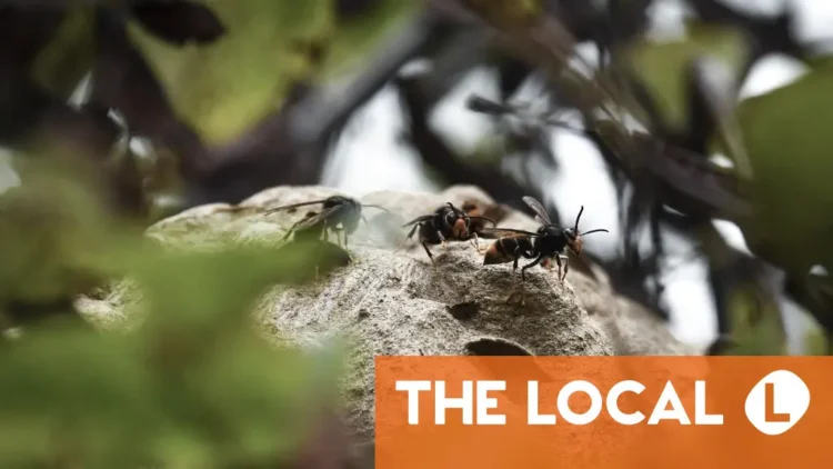 What to do if you find a bee, wasp or hornet nest on your French property