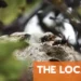 What to do if you find a bee, wasp or hornet nest on your French property