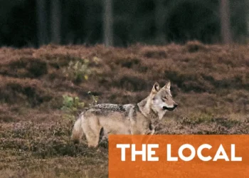 REPORT: Wolves approaching humans in Jutland may have been ‘actively fed’