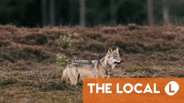 REPORT: Wolves approaching humans in Jutland may have been ‘actively fed’