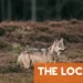 REPORT: Wolves approaching humans in Jutland may have been ‘actively fed’