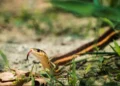 They don’t appear by accident, here’s what attracts snakes to your yards the most