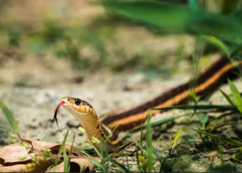 They don’t appear by accident, here’s what attracts snakes to your yards the most