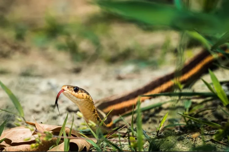 They don’t appear by accident, here’s what attracts snakes to your yards the most