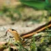 They don’t appear by accident, here’s what attracts snakes to your yards the most