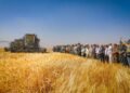 The Algerian-Qatari project “Baladna”: the start of the harvesting process for the first experimental agricultural season