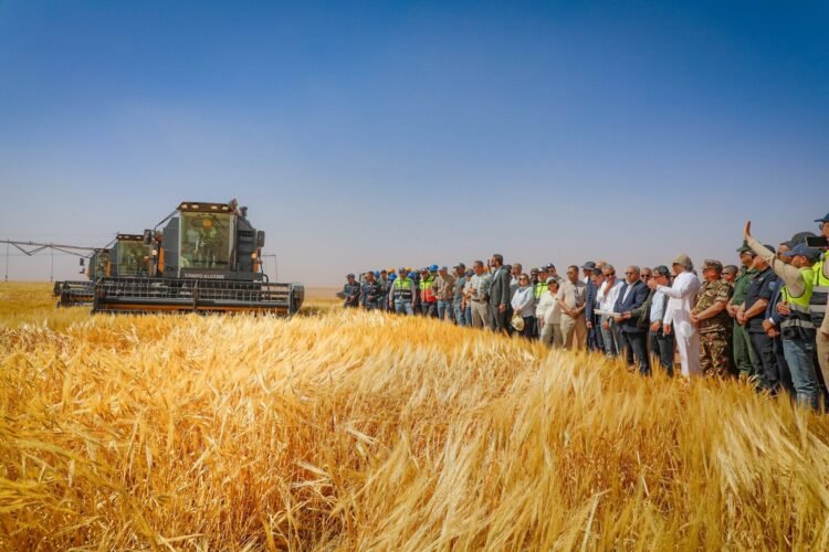 The Algerian-Qatari project “Baladna”: the start of the harvesting process for the first experimental agricultural season