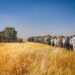 The Algerian-Qatari project “Baladna”: the start of the harvesting process for the first experimental agricultural season