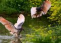 China’s crested ibis population soars from just 7 to over 12,000 in 45 years | Partners | Belarus News | Belarusian news | Belarus today | news in Belarus | Minsk news