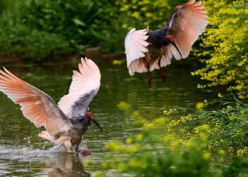 China’s crested ibis population soars from just 7 to over 12,000 in 45 years | Partners | Belarus News | Belarusian news | Belarus today | news in Belarus | Minsk news