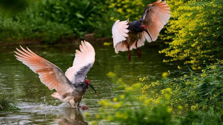 China’s crested ibis population soars from just 7 to over 12,000 in 45 years | Partners | Belarus News | Belarusian news | Belarus today | news in Belarus | Minsk news