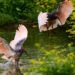 China’s crested ibis population soars from just 7 to over 12,000 in 45 years | Partners | Belarus News | Belarusian news | Belarus today | news in Belarus | Minsk news