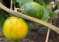 BRIN identifies new spiny eggplant species from Kalimantan | Partners | Belarus News | Belarusian news | Belarus today | news in Belarus | Minsk news