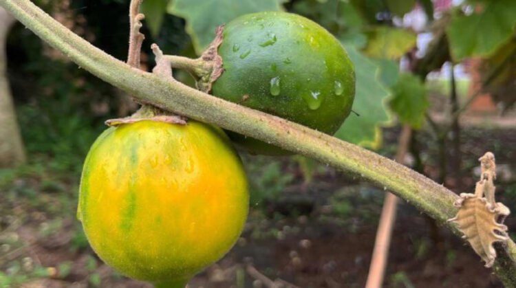 BRIN identifies new spiny eggplant species from Kalimantan | Partners | Belarus News | Belarusian news | Belarus today | news in Belarus | Minsk news