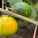 BRIN identifies new spiny eggplant species from Kalimantan | Partners | Belarus News | Belarusian news | Belarus today | news in Belarus | Minsk news