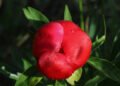 Endemic tulip species thought extinct rediscovered in Türkiye after 130 years | Partners | Belarus News | Belarusian news | Belarus today | news in Belarus | Minsk news