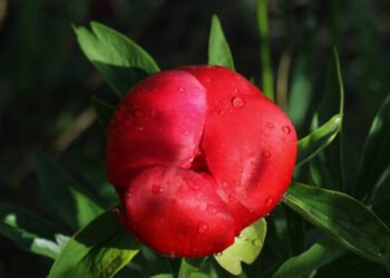 Endemic tulip species thought extinct rediscovered in Türkiye after 130 years | Partners | Belarus News | Belarusian news | Belarus today | news in Belarus | Minsk news