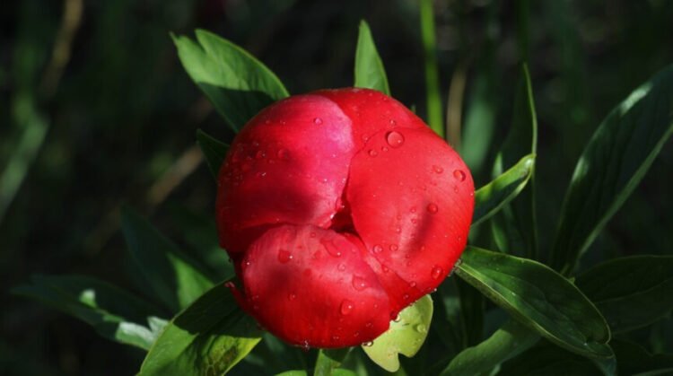 Endemic tulip species thought extinct rediscovered in Türkiye after 130 years | Partners | Belarus News | Belarusian news | Belarus today | news in Belarus | Minsk news