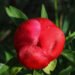 Endemic tulip species thought extinct rediscovered in Türkiye after 130 years | Partners | Belarus News | Belarusian news | Belarus today | news in Belarus | Minsk news