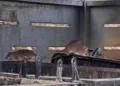 Sunshine Coast residents plagued by rats