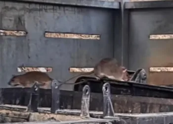 Sunshine Coast residents plagued by rats