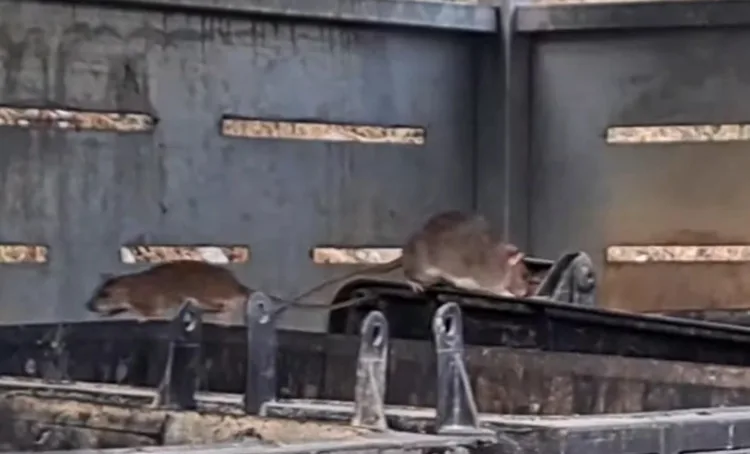 Sunshine Coast residents plagued by rats