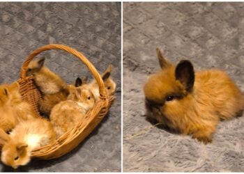 After a man’s call, a large-scale rescue operation: 18 rabbits were exhausted and terribly scared