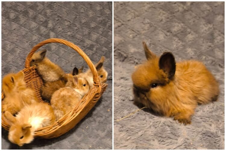 After a man’s call, a large-scale rescue operation: 18 rabbits were exhausted and terribly scared