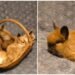 After a man’s call, a large-scale rescue operation: 18 rabbits were exhausted and terribly scared