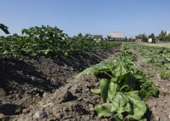 The head of the farmers’ union: farmers live in the dark because of fertilizer prices