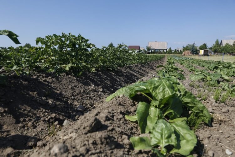 The head of the farmers’ union: farmers live in the dark because of fertilizer prices