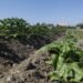 The head of the farmers’ union: farmers live in the dark because of fertilizer prices