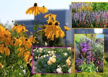 You have never seen Vilnius like this before: a new 14 km route leads through the city’s most beautiful flower gardens