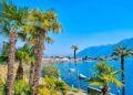 Why the Ticino palm poses an expensive problem for garden owners