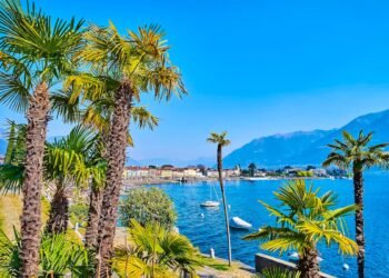 Why the Ticino palm poses an expensive problem for garden owners