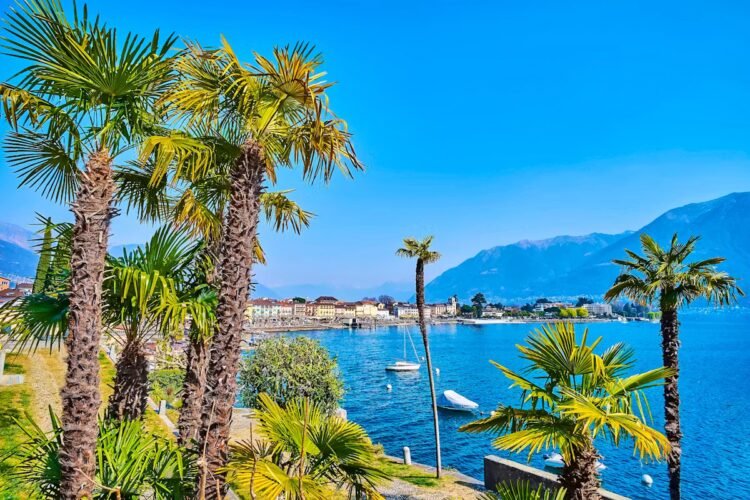 Why the Ticino palm poses an expensive problem for garden owners