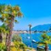 Why the Ticino palm poses an expensive problem for garden owners