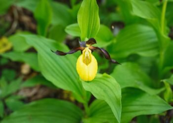 Now you can find a special plant in Vilnius: you have to wait 12 years for its flowers, and they are a special trap