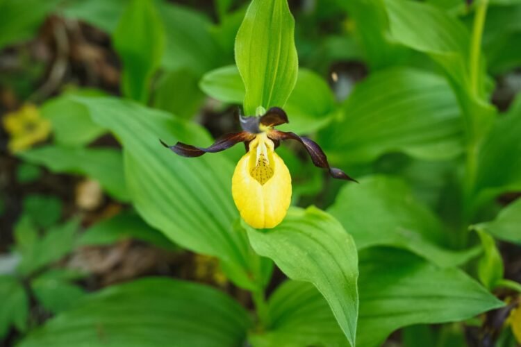 Now you can find a special plant in Vilnius: you have to wait 12 years for its flowers, and they are a special trap