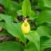 Now you can find a special plant in Vilnius: you have to wait 12 years for its flowers, and they are a special trap